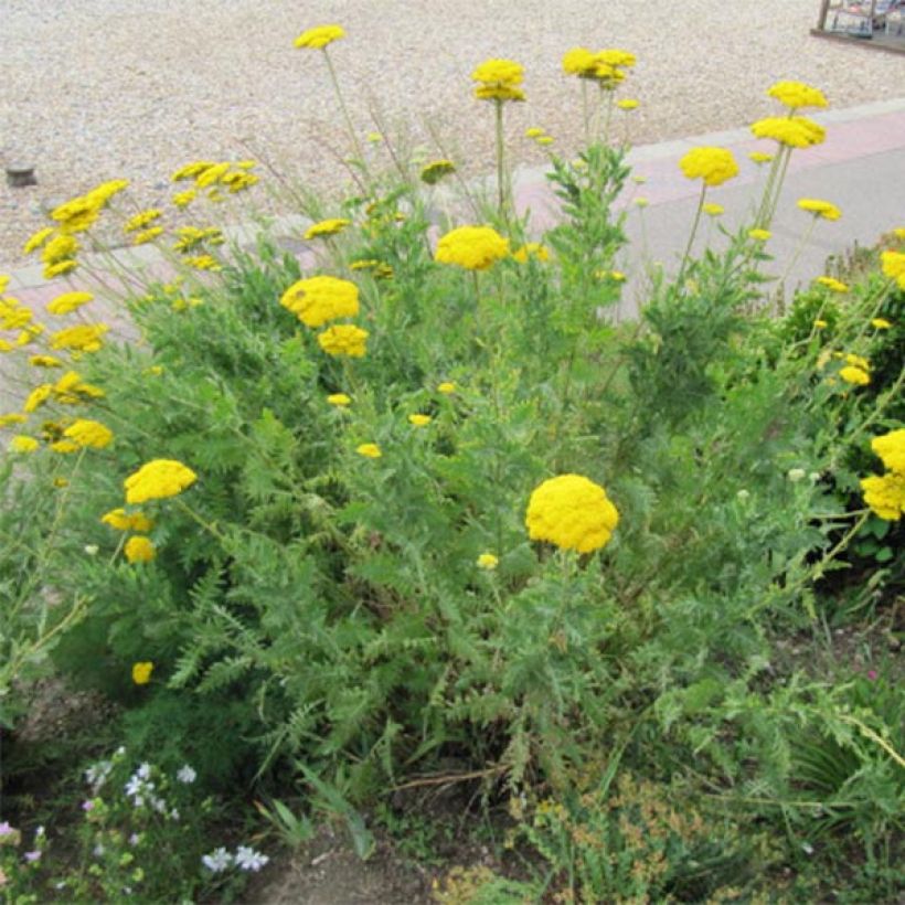 Achillea fillipendulina Cloth of Gold (Porto)