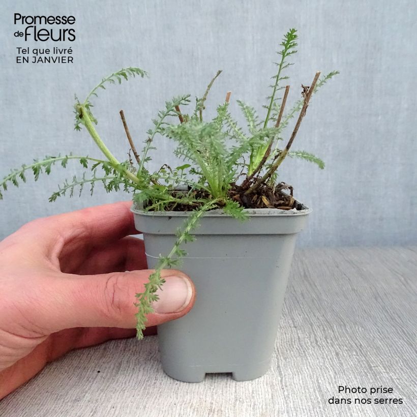 Achillea hybride Little Moonshine Godet de 9cm esemplare consegnato in inverno