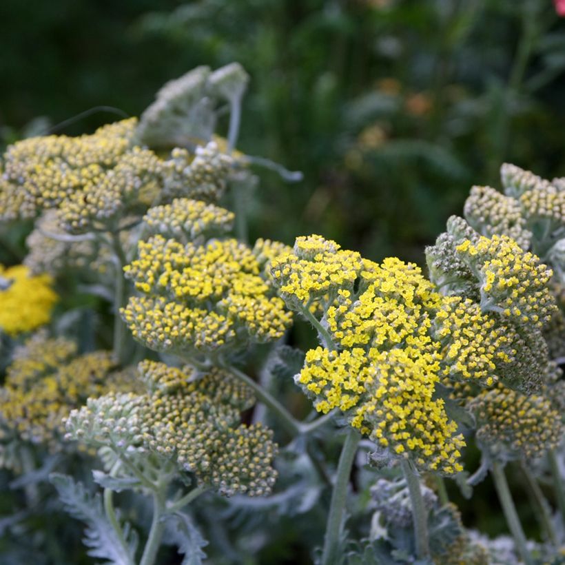 Achillea Little Moonshine (Fioritura)