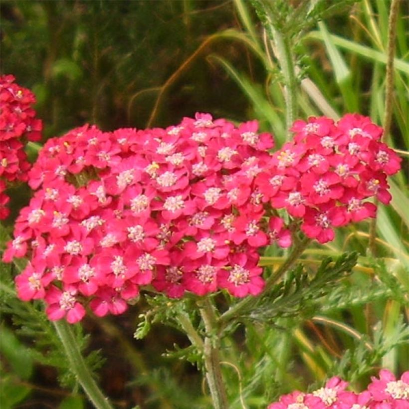 Achillea millefolium Petra (Fioritura)