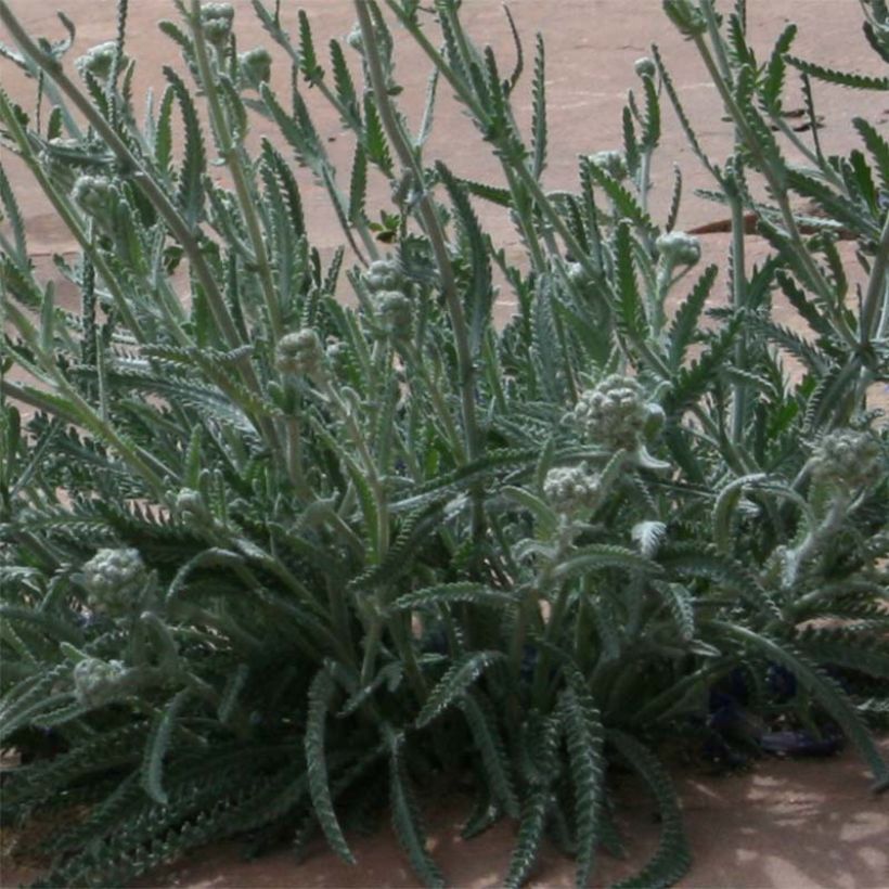 Achillea kellereri (Fogliame)