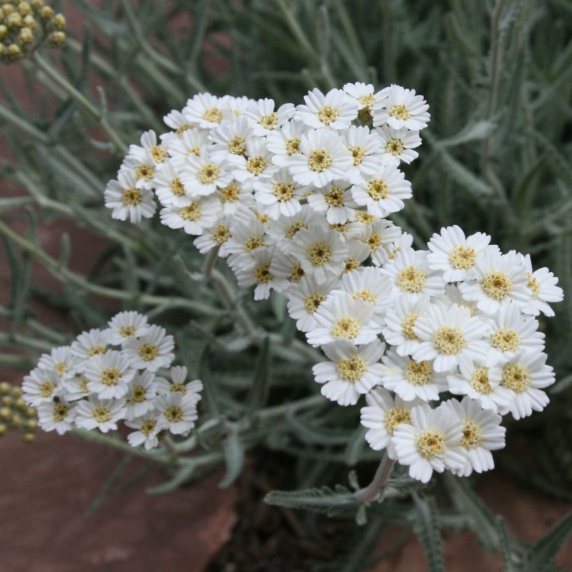 Achillea kellereri (Fioritura)