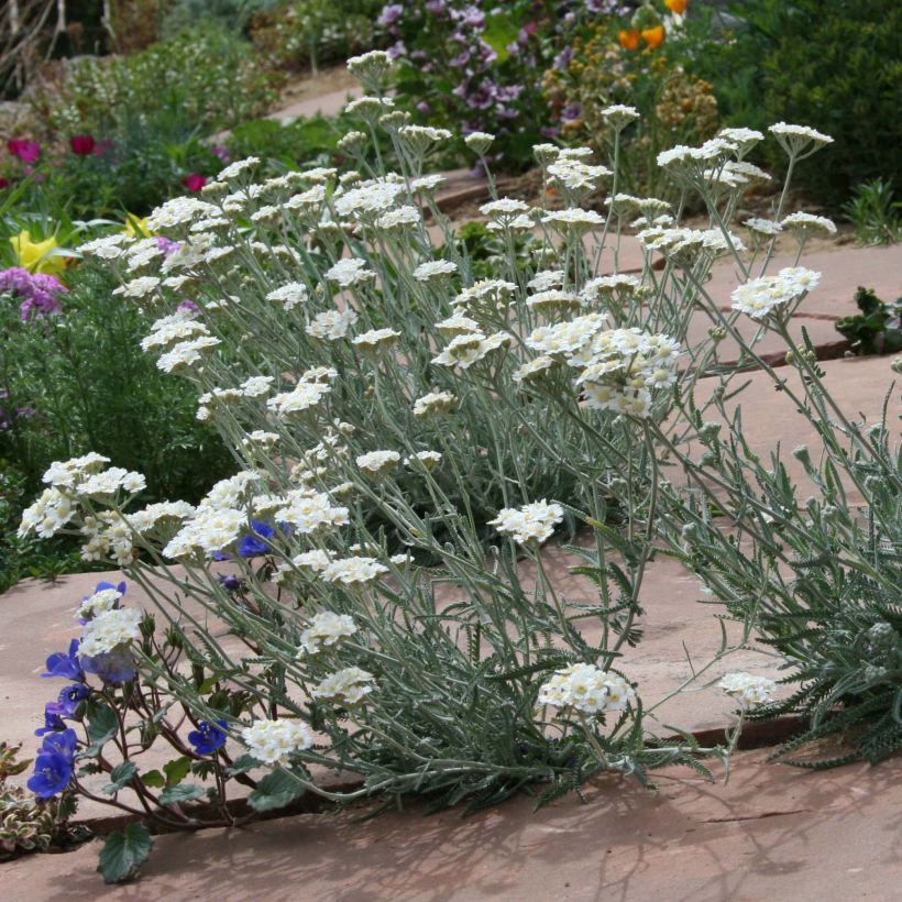 Achillea kellereri (Porto)