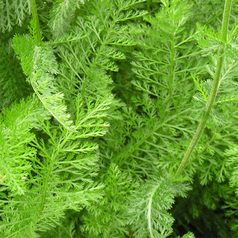 Achillea millefolium Desert Eve Red (Fogliame)