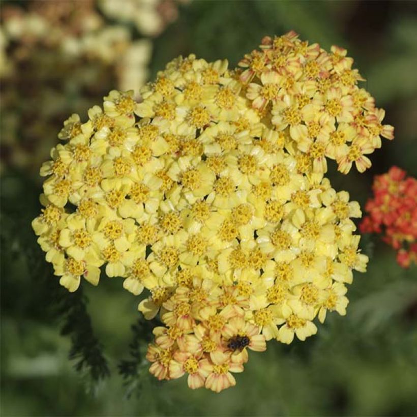 Achillea millefolium Desert Eve Terracotta (Fioritura)