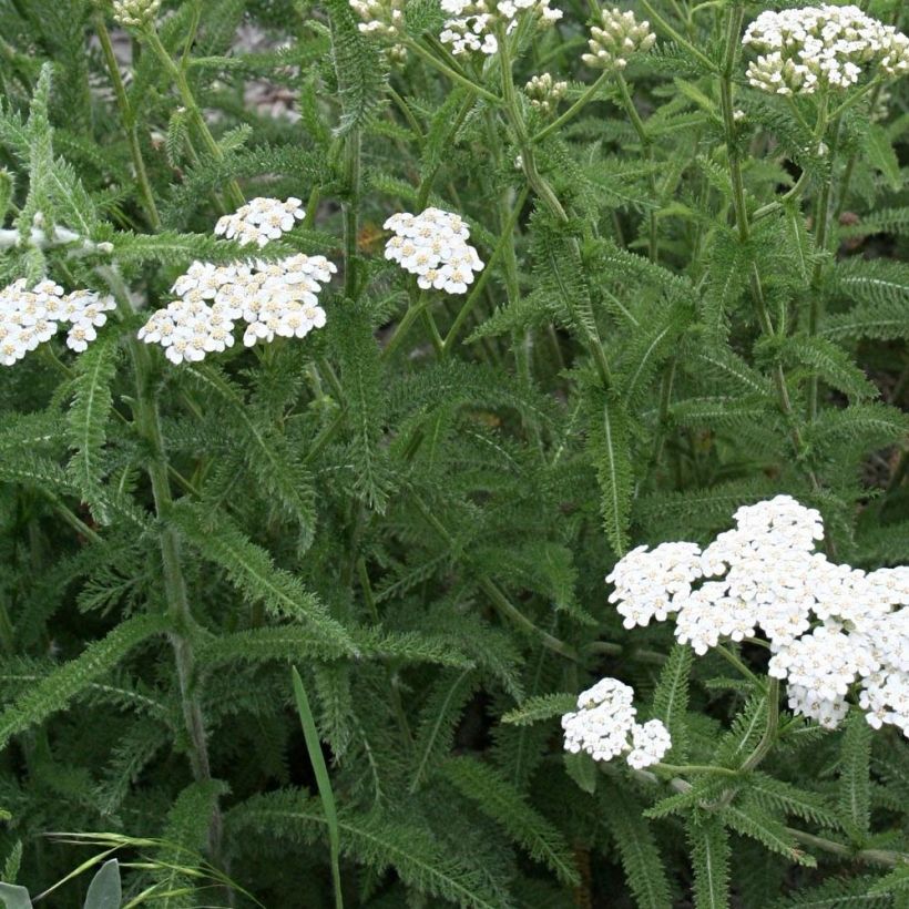 Achillea millefolium Mondpagode (Fogliame)