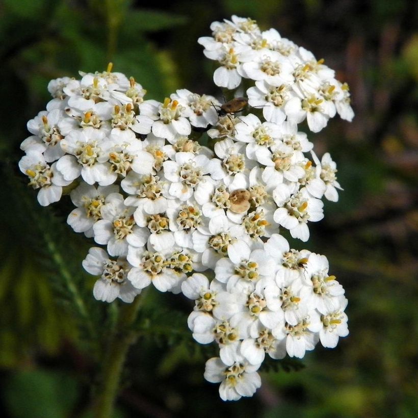 Achillea millefolium Mondpagode (Fioritura)