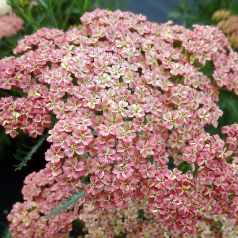 Achillea millefolium Peachy Seduction (Fioritura)