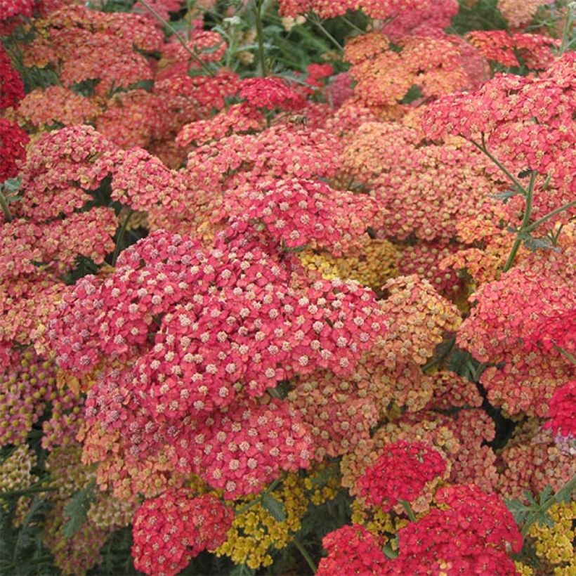 Achillea millefolium Pretty Woman (Fioritura)