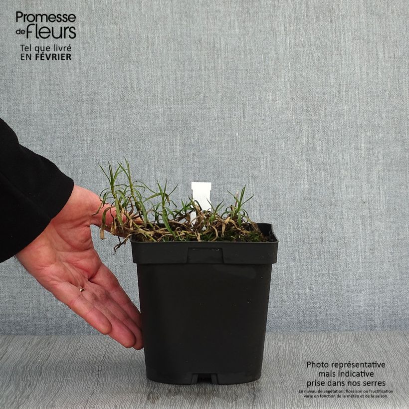 Achillea ptarmica Boule de Neige - Bouton d'argent Pot de 2L/3L esemplare consegnato in inverno