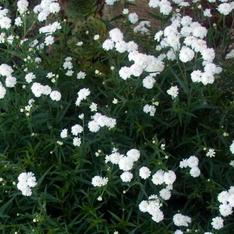 Achillea ptarmica Perry's White (Porto)