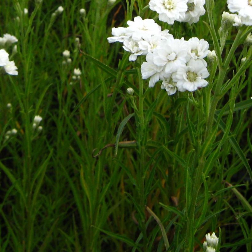 Achillea ptarmica Weihenstephan (Fogliame)