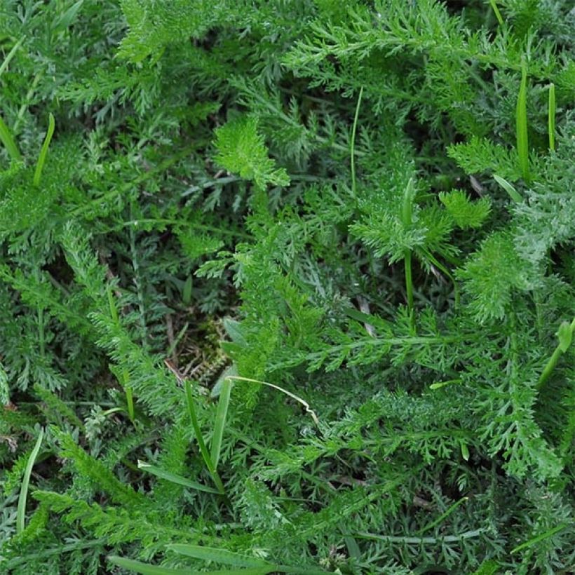 Achillea taygetea (Fogliame)