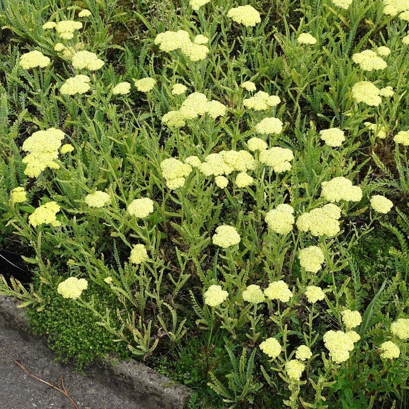 Achillea taygetea (Porto)