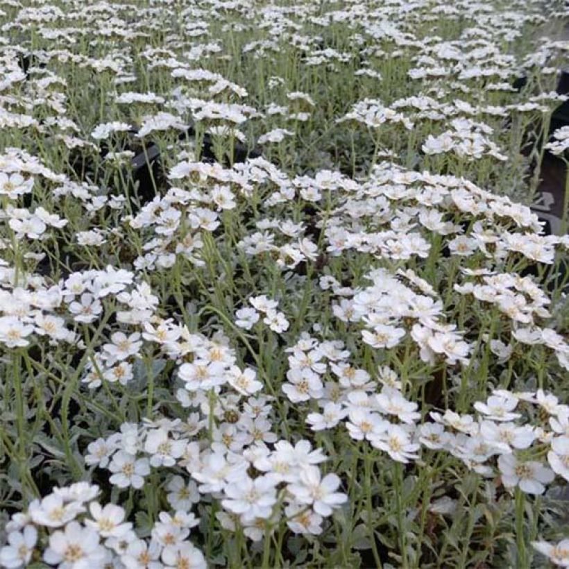 Achillea umbellata (Fioritura)