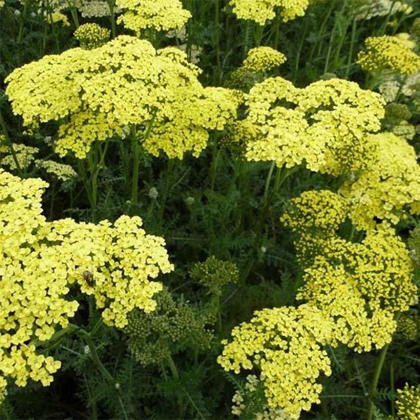 Achillea Credo (Fioritura)