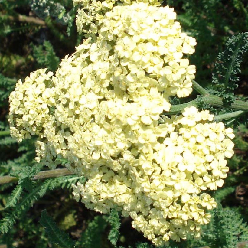 Achillea millefolium Hella Glashoff (Fioritura)