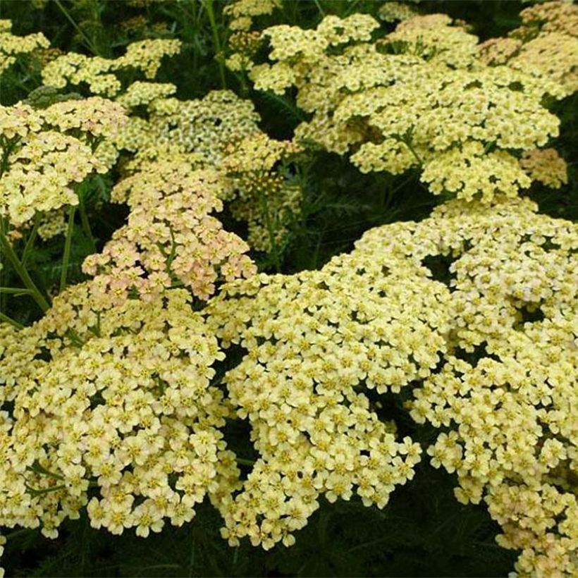 Achillea Hoffnung (Fioritura)