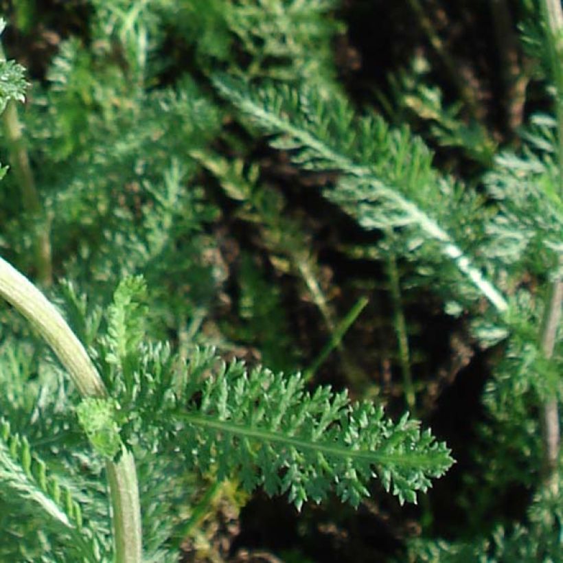 Achillea millefolium Salmon Beauty (Fogliame)