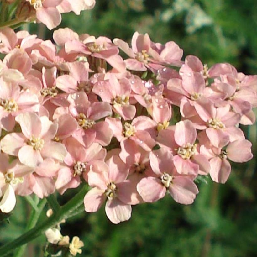 Achillea millefolium Salmon Beauty (Fioritura)