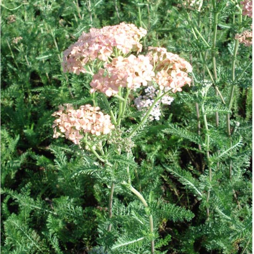 Achillea millefolium Salmon Beauty (Porto)