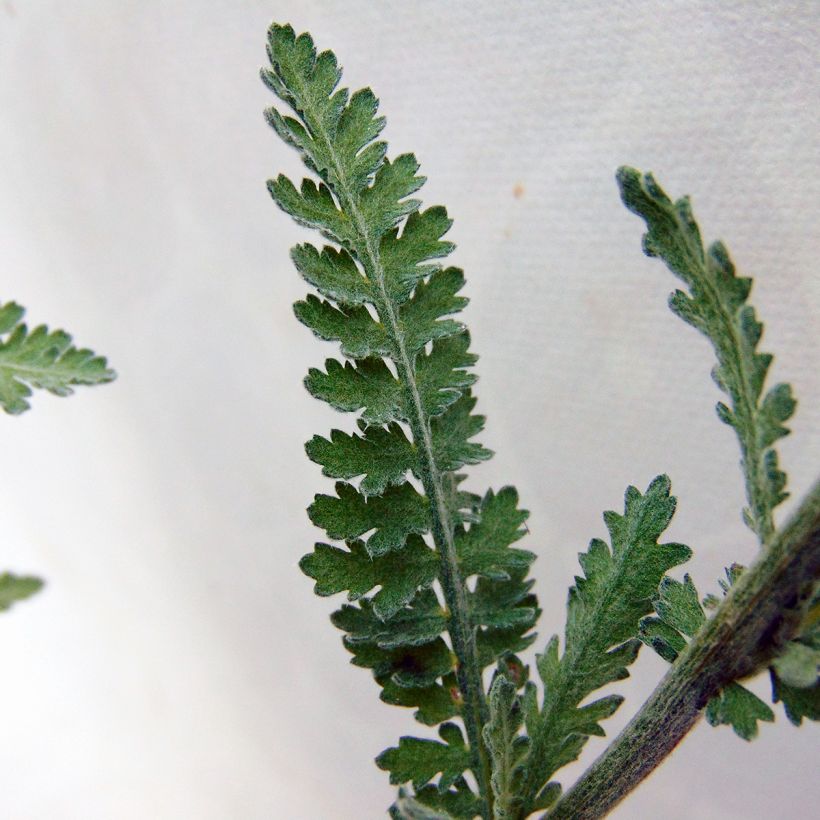 Achillea Moonshine (Fogliame)