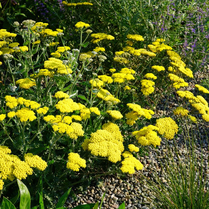 Achillea Moonshine (Porto)