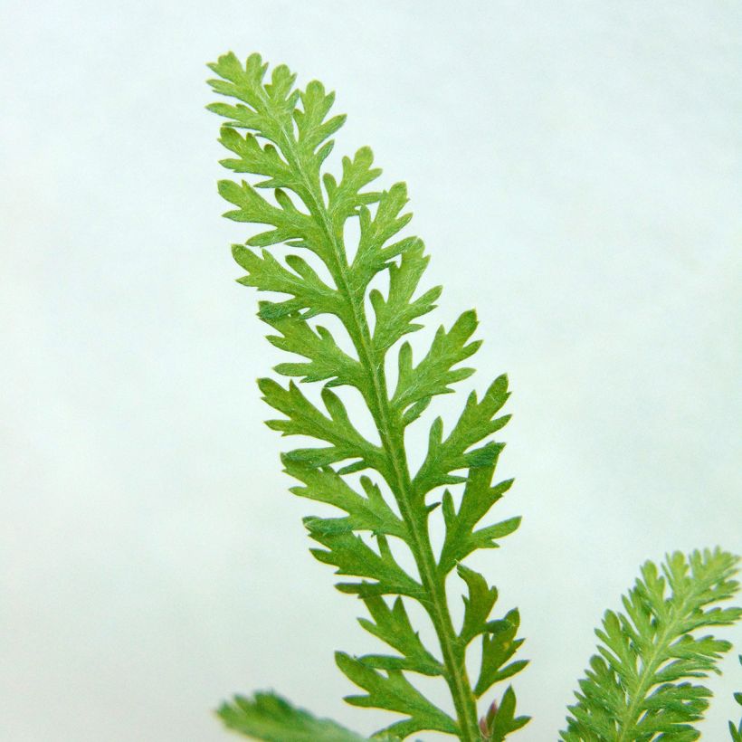 Achillea millefolium Walter Funcke (Fogliame)