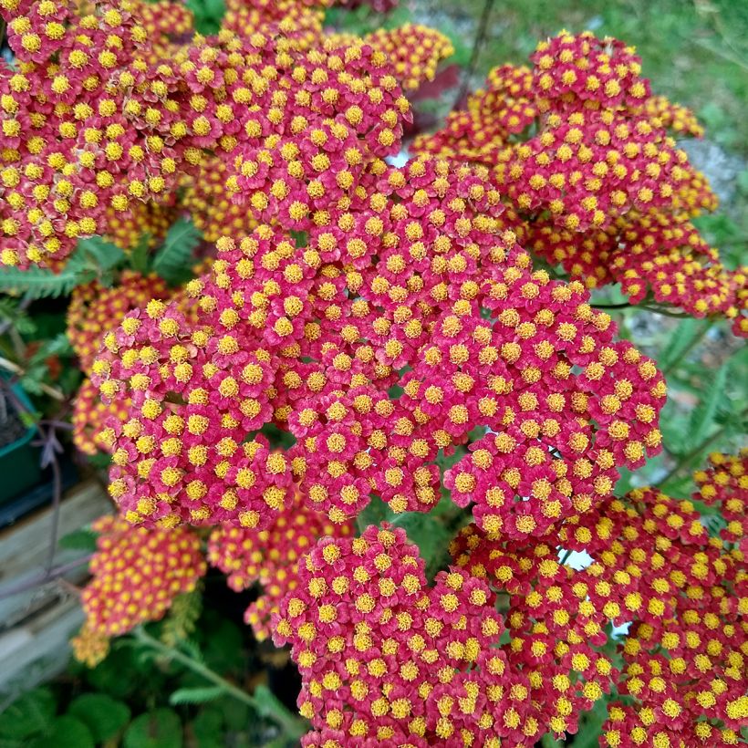 Achillea millefolium Walter Funcke (Fioritura)