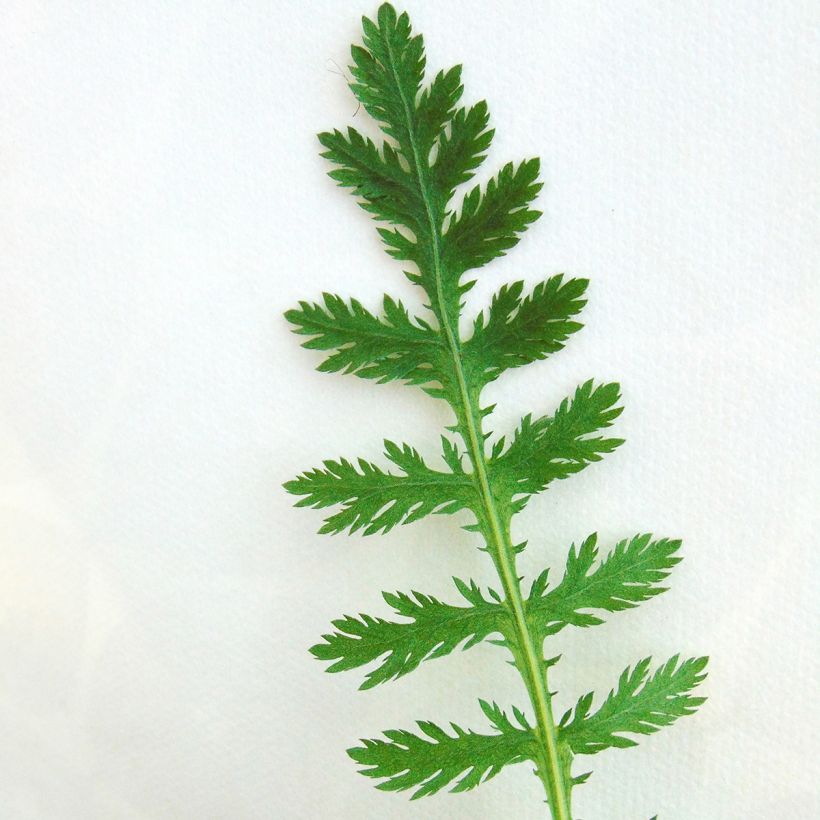 Achillea fillipendulina Cloth of Gold (Fogliame)