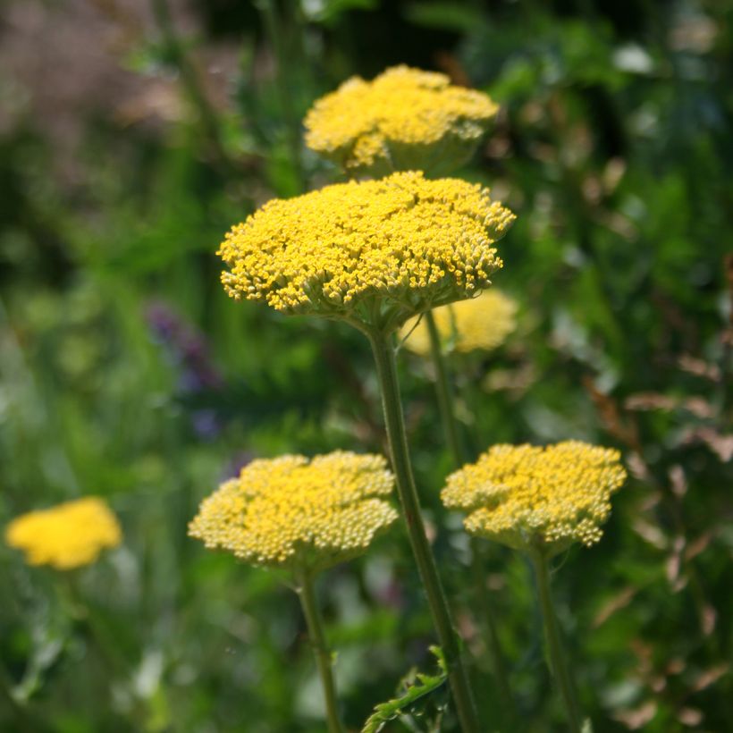 Achillea fillipendulina Cloth of Gold (Fioritura)