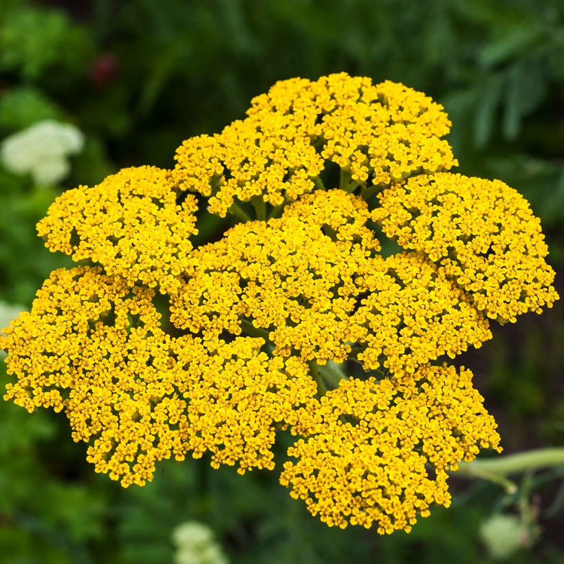 Achillea filipendulina Golden Plate (Fioritura)