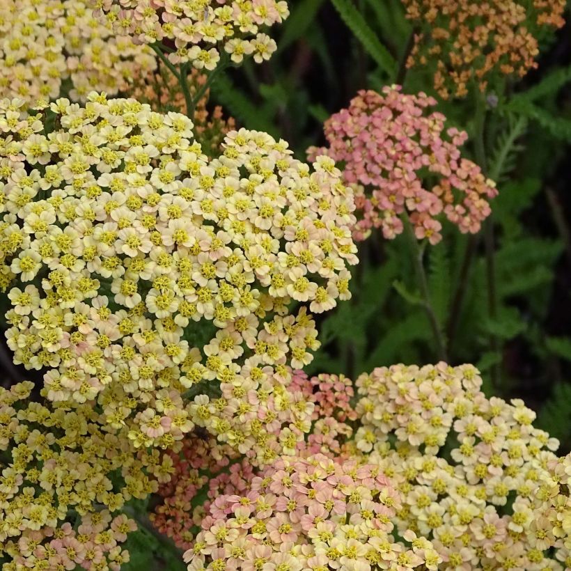 Achillea millefolium Hannelore Pahl (Fioritura)