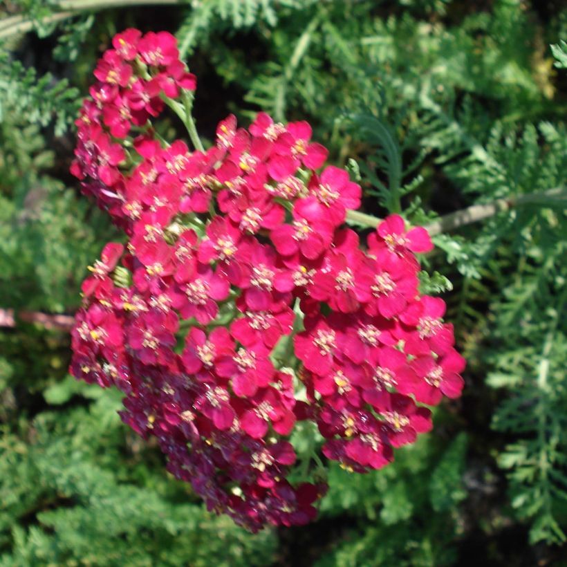 Achillea millefolium Lachsschönheit (Fioritura)