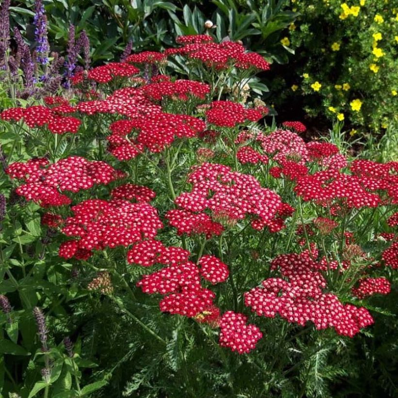 Achillea millefolium Peggy Sue (Fioritura)