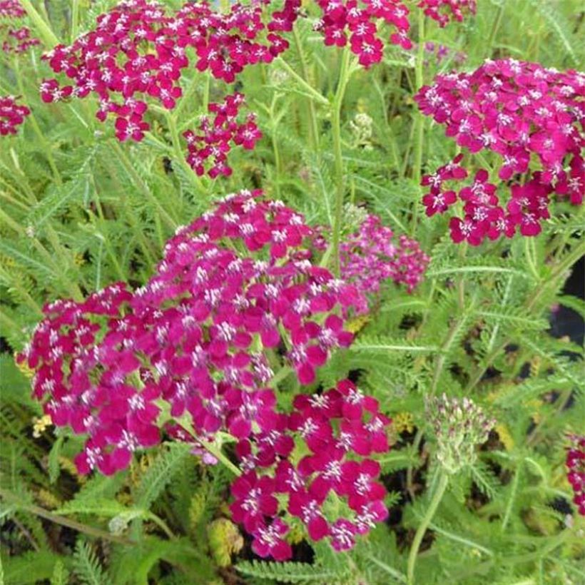 Achillea millefolium Sammetriese (Fioritura)