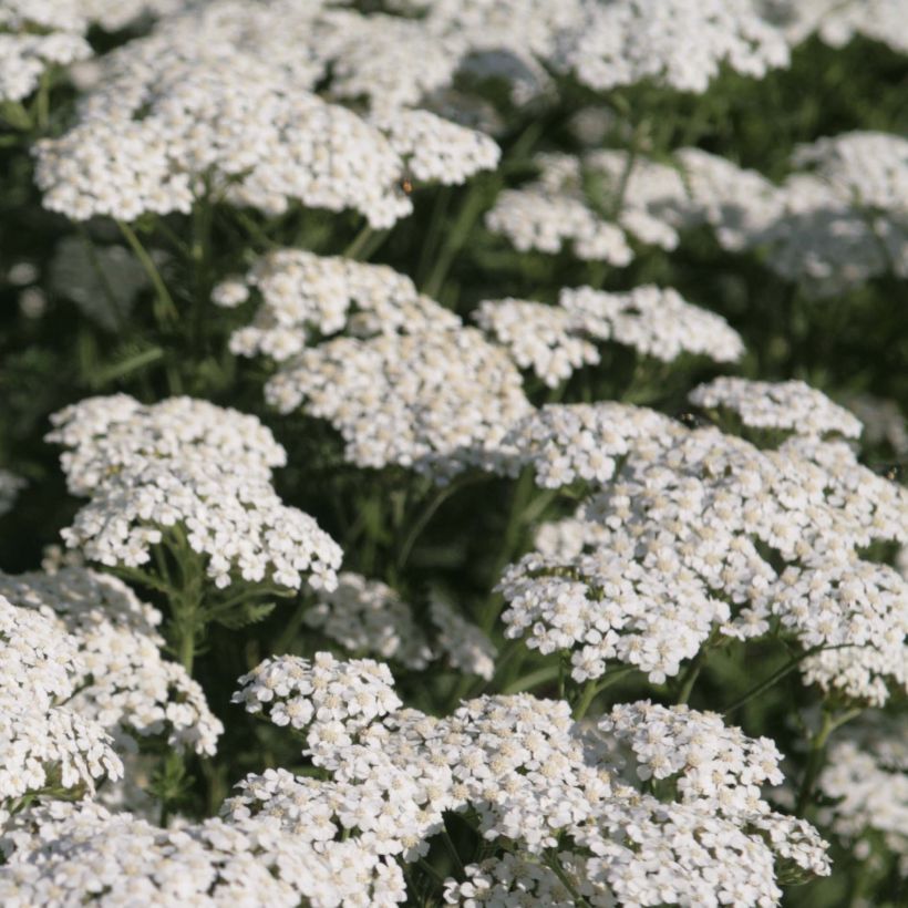 Achillea millefolium Schneetaler (Fioritura)