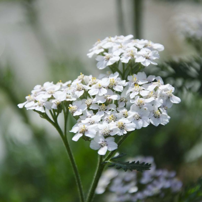 Achillea millefolium White Beauty (Fioritura)