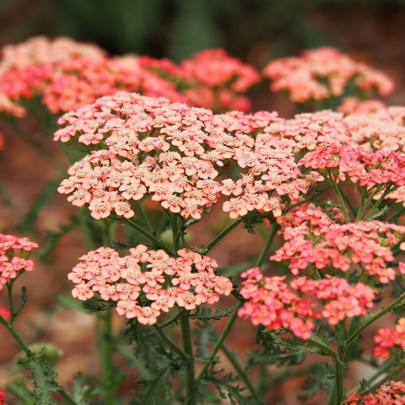 Achillea millefolium Tutti Frutti Apricot Delight (Fioritura)