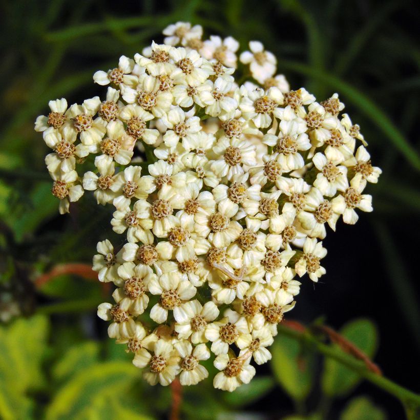 Achillea millefolium Apfelblute (Fioritura)