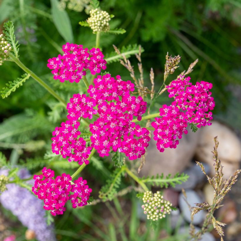 Achillea millefolium Cerise Queen (Fioritura)