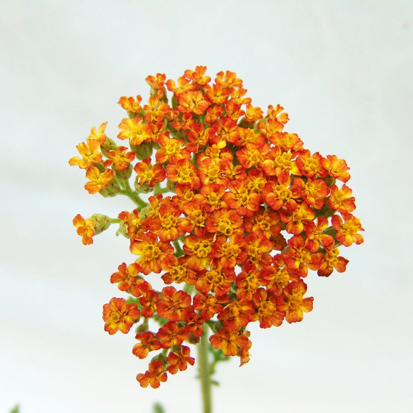 Achillea millefolium Feuerland (Fioritura)