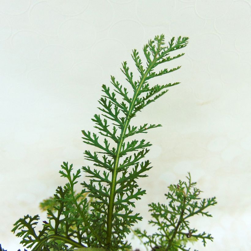 Achillea millefolium Lilac Beauty (Fogliame)