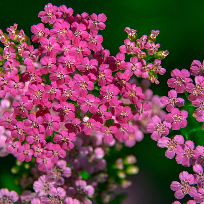 Achillea millefolium Lilac Beauty (Fioritura)