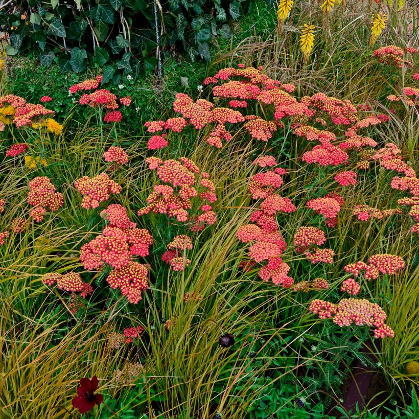 Achillea millefolium Paprika (Porto)