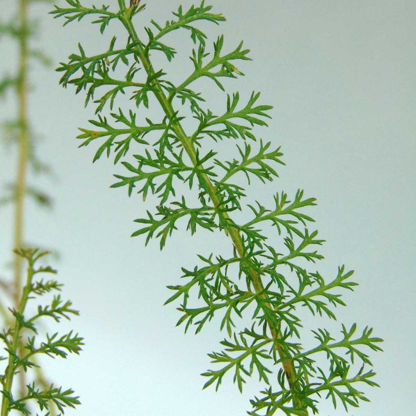 Achillea millefolium Petra (Fogliame)