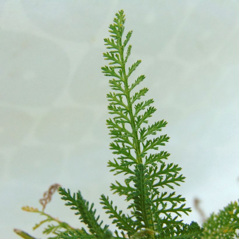 Achillea millefolium Pomegranate (Fogliame)