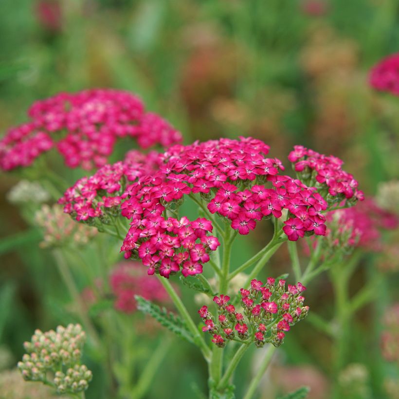 Achillea millefolium Pomegranate (Fioritura)