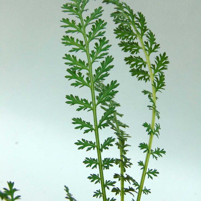 Achillea millefolium Pretty Woman (Fogliame)