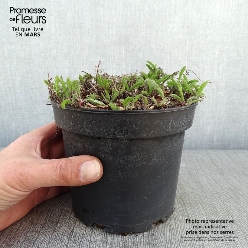 Achillée millefolium Summer Pastels en pot de 2L/3L esemplare consegnato in inverno